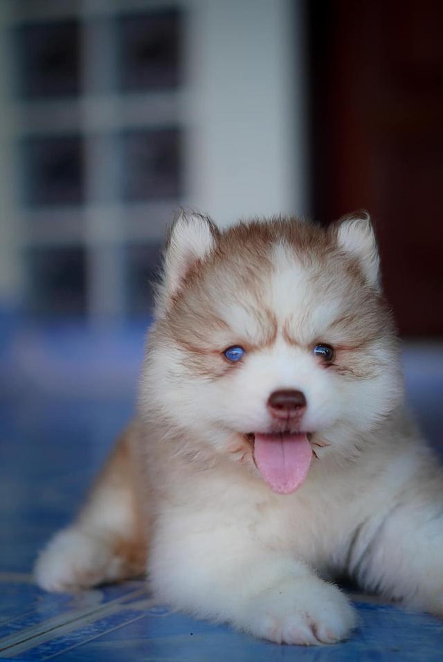 Buy a husky puppy in Thailand รูปที่ 10