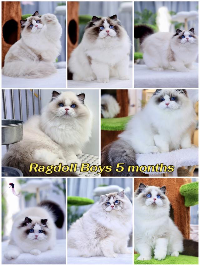 แมวRagdoll สวยๆสนใจทักได้เลย