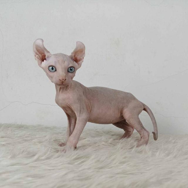 32.แมวเอลฟ์/เพศเมีย หาบ้าน Elf Cat/Female looking for a new home 6