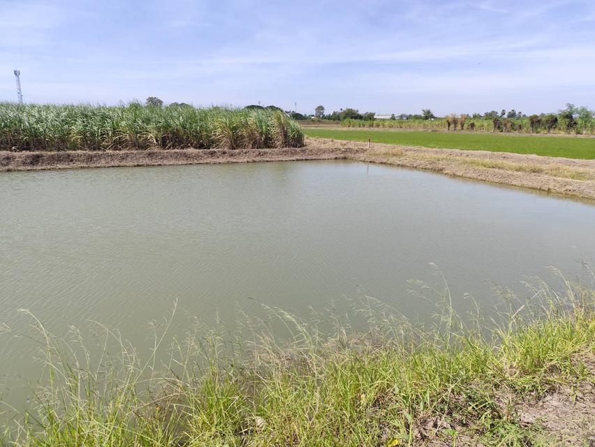 Sale large land 9.3 Rais suitable for projects or building house etc, can be subdivided Kamphaeng Saen District, Nakhon Pathom Province near Bangkok 12