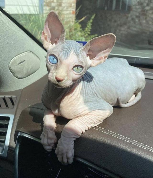 ขายด่วน!! แมว สฟิงซ์ ตาสีฟ้า 3