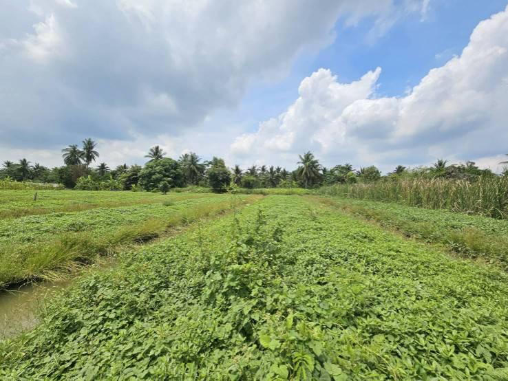 ขายที่ดินเปล่า แปลงสวย ซอยโรงช้อน หนองเสือ ปทุมธานี 4