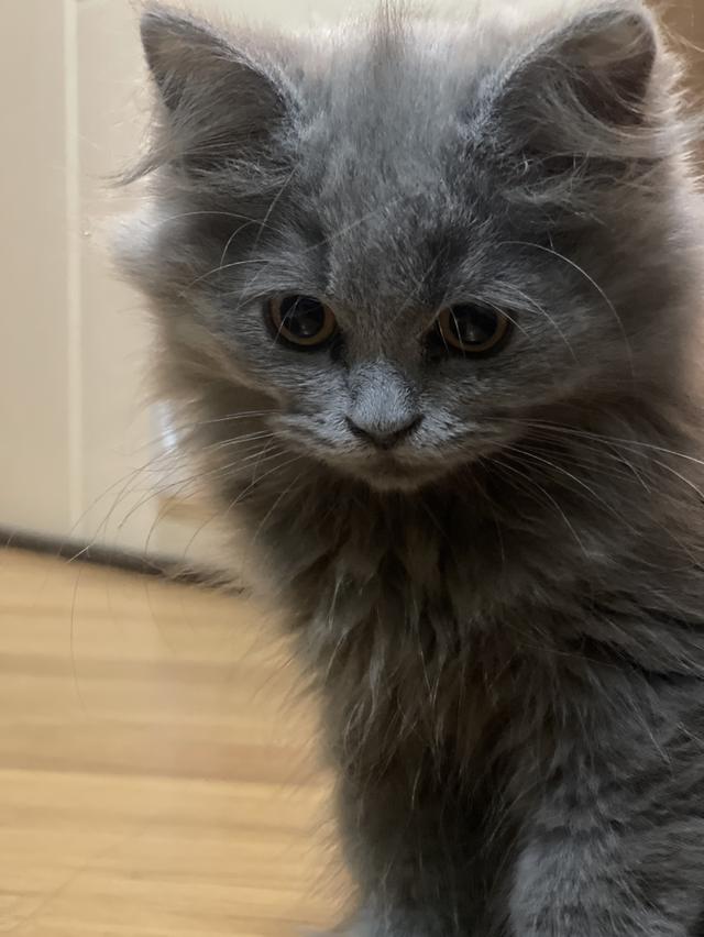 แมวสีหายาก(สี Lilac)ทั้งตัว-เด็กชาย3เดือน พร้อมย้ายบ้าน