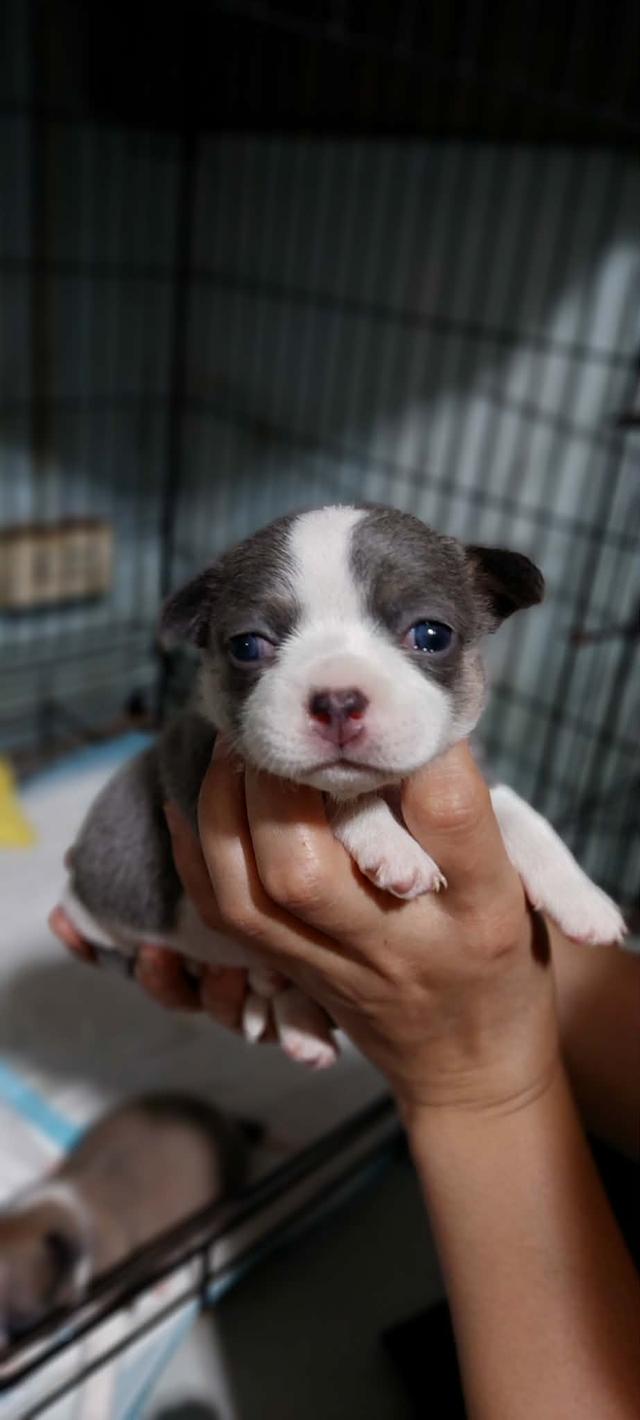 ชิวาว่าเเท้ขนสั้น ญ. รูปย่อยที่ 4