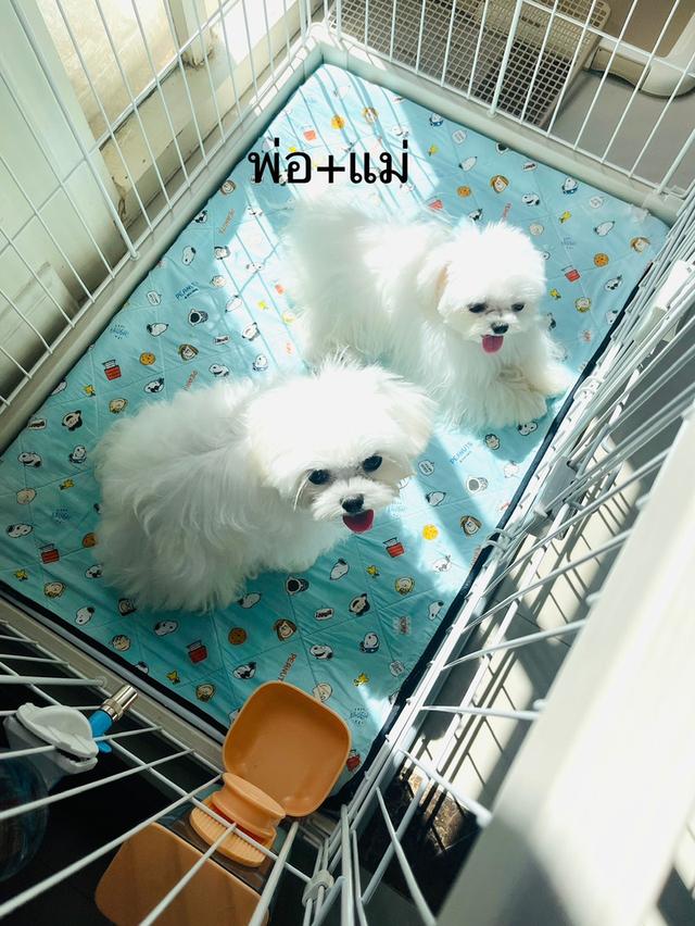 น้องมอลทีสชายและหญิง พ่อแม่ไซด์ T-cup นำเข้าจากเกาหลี