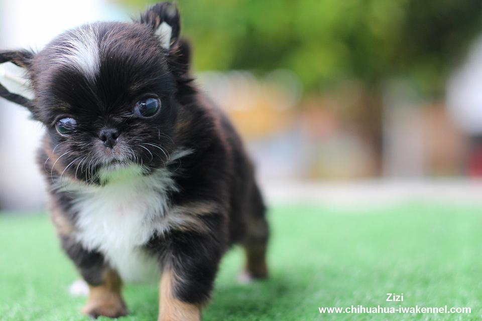 จำหน่ายลูกสุนัขชิวาวา 1