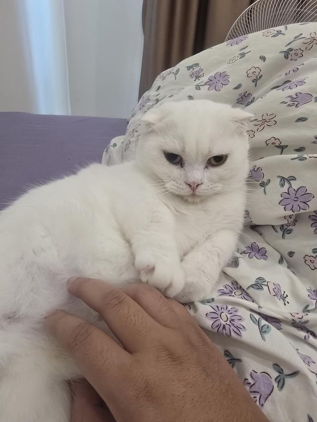 ดญ.มันซ์กิ้นผสมสก็อตติช รูปที่ 7