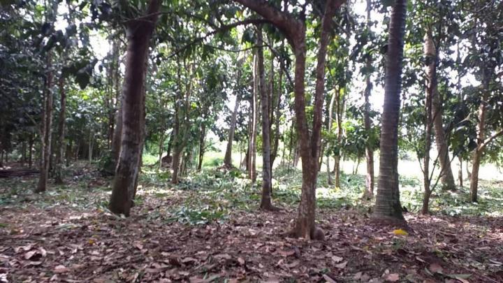 ขาย/ให้เช่า/หรือแลกเปลี่ยน ที่ดินสวนผลไม้ 1 ไร่ 2 งาน 3.8 ตร.ว. ติดคลองนุ้ย ต.ตำนาน อ.เมืองพัทลุง 4