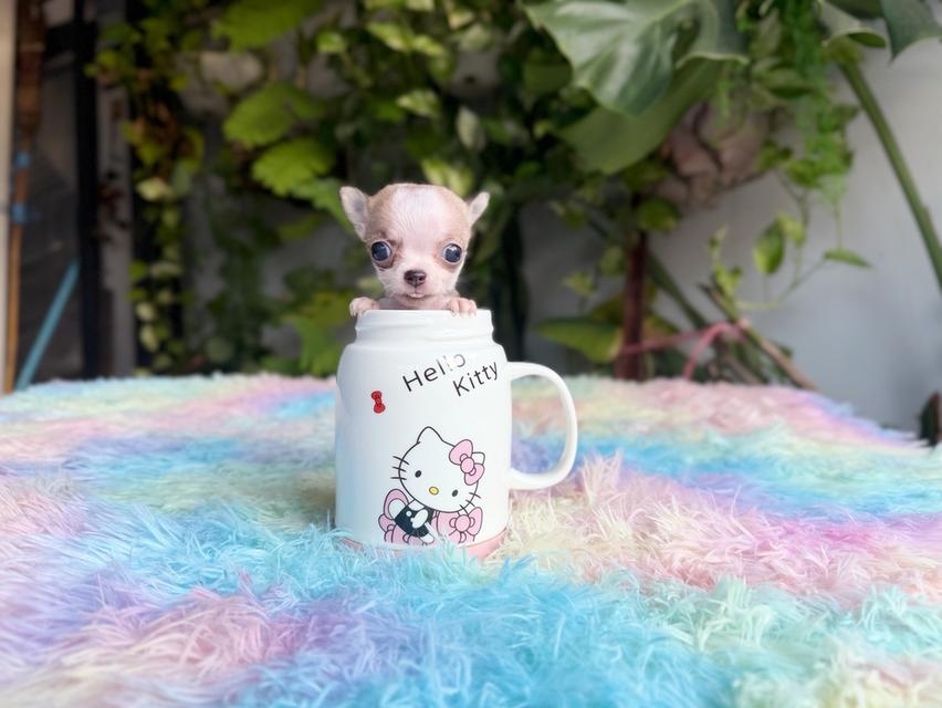 ชิวาวาแท้ขนสั้น เพศผู้