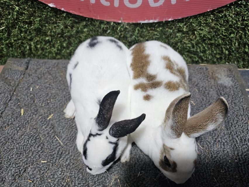 กระต่ายมินิเร็ก ขนกำมะหยี่ รูปที่ 4