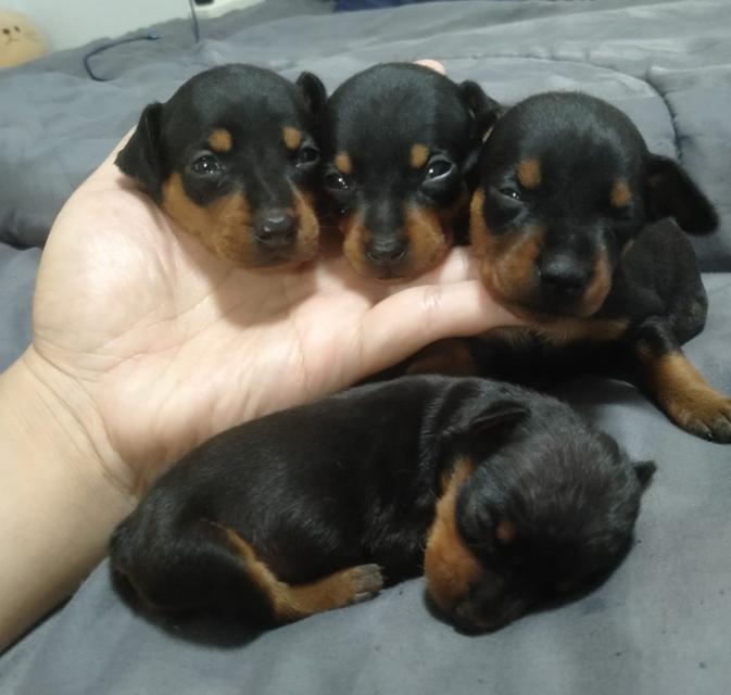 ขาย Miniature Pinscher สมบูรณ์แข็งแรง