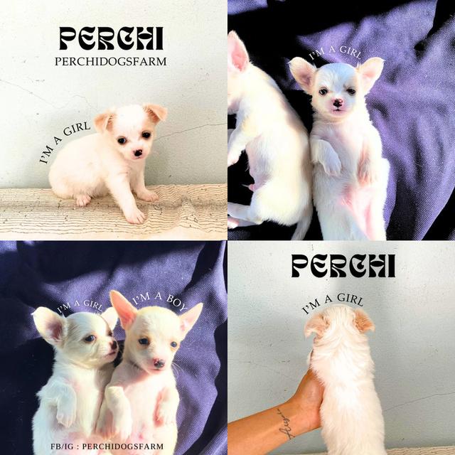 ชิวาวา ชาย1 หญิง2 น่ารักมาก 3