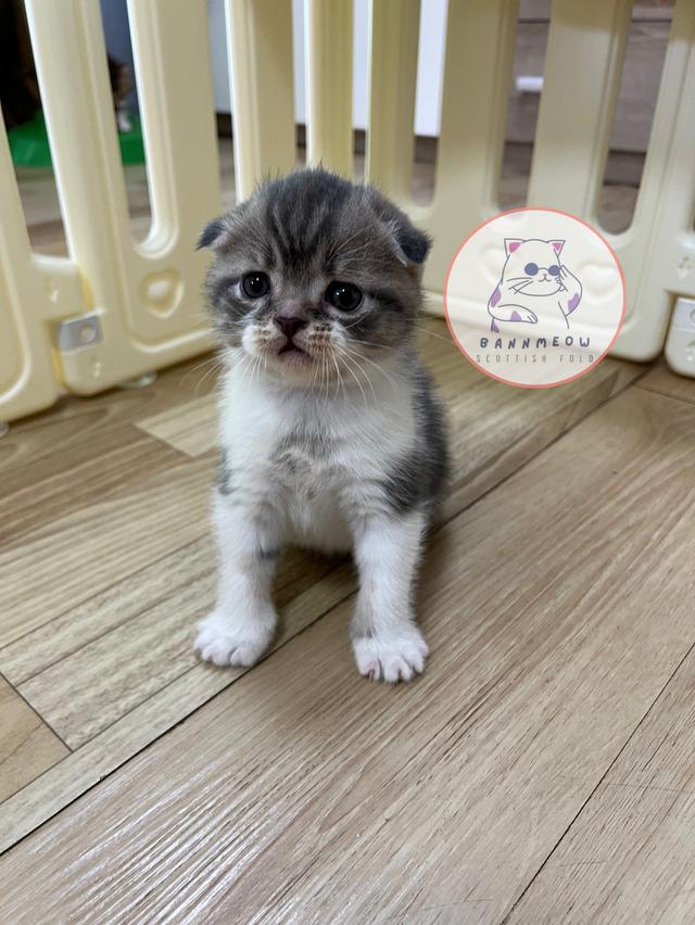 ดช สก็อตติช 6
