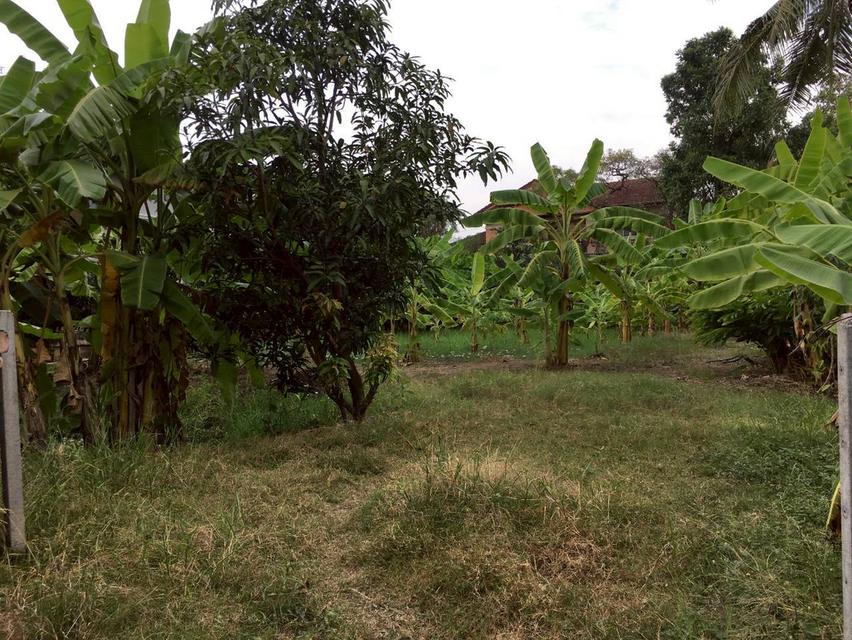 ขายที่ดิน 204 ตารางวาถมแล้ว ซอยวัดเสาธงหิน อำเภอบางใหญ่ จังหวัดนนทบุรี 3