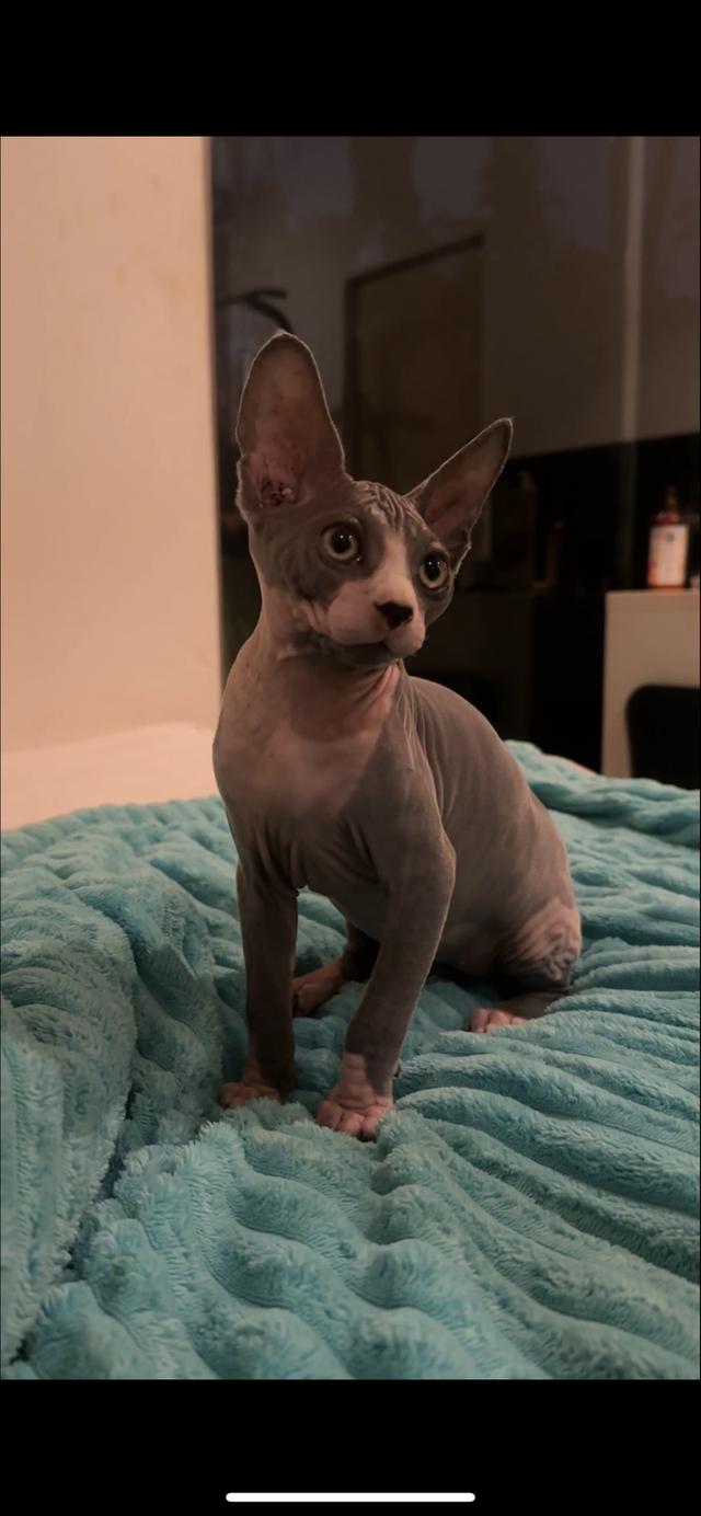 baby black sphinx cat raised with love and care รูปย่อยที่ 2