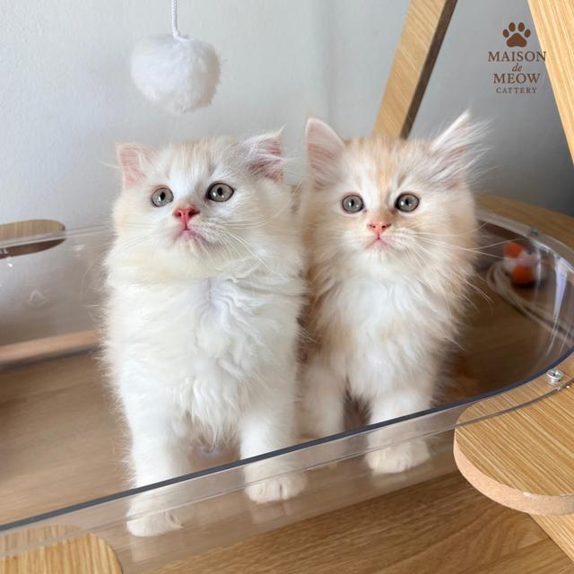 ❌🏠 ได้บ้านหมดแล้ว สก็อตติสชายคู่ ส้มอ่อน 3