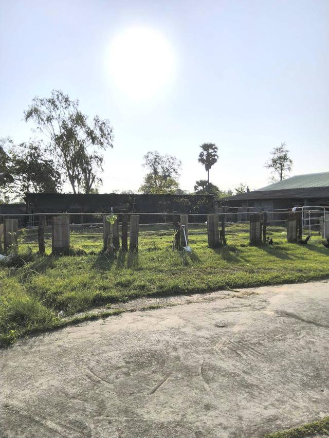 ขายรีสอร์ท ขนาดกลาง จังหวัดมหาสารคาม ห่างจากตัวเมืองประมาณ 5กม. 8