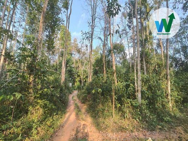 ขายที่ดินพร้อมไม้กฤษณาที่ติดถนนในอำเภอควนขนุนราคาไม่แพง 4