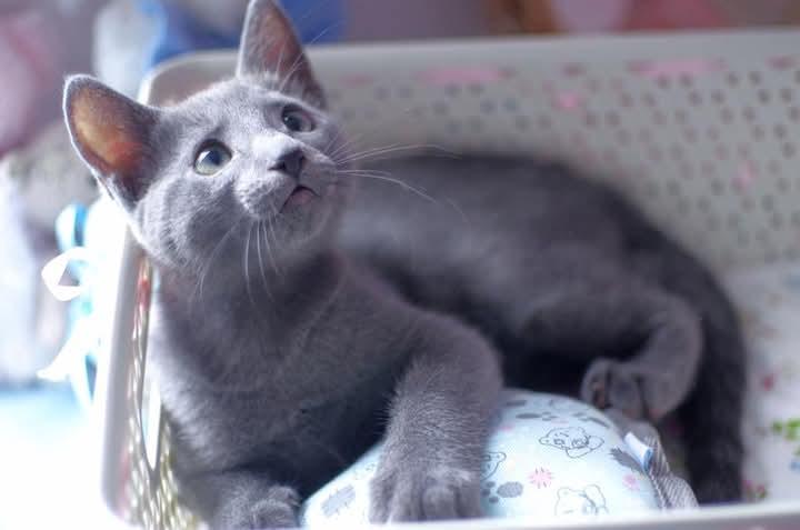 แมว Russian Blue พร้อมย้ายบ้าน 3