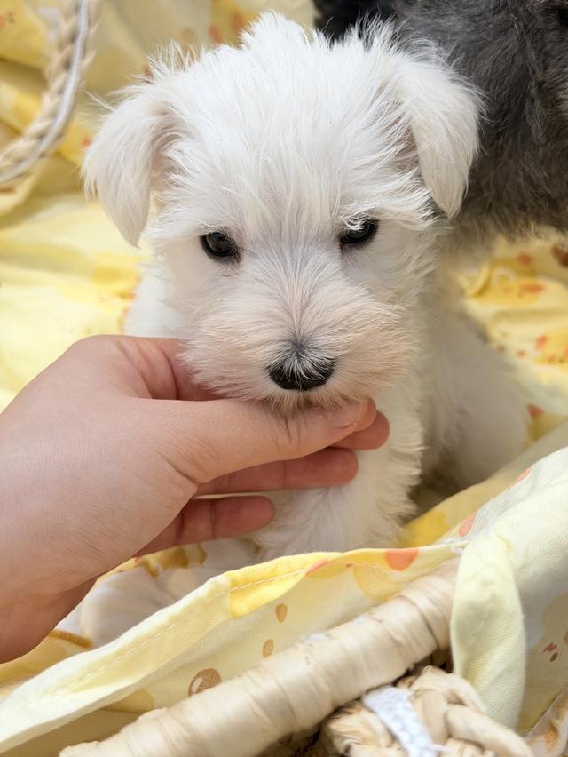 ลูกสุนัข miniature schnauzer เพศเมีย สีขาว