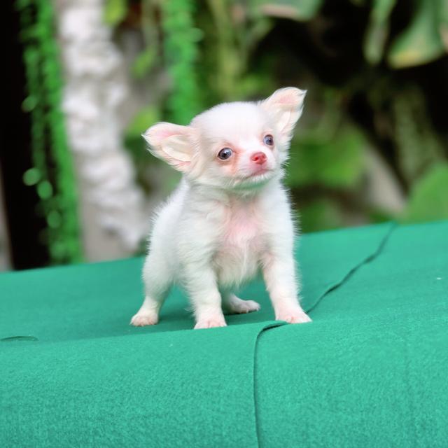 Chihuahuaขนยาว เด็กชายเทนเทน 4