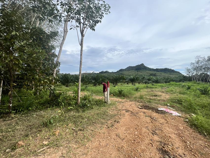 ที่ดินเปล่าจังหวัดตรัง 3