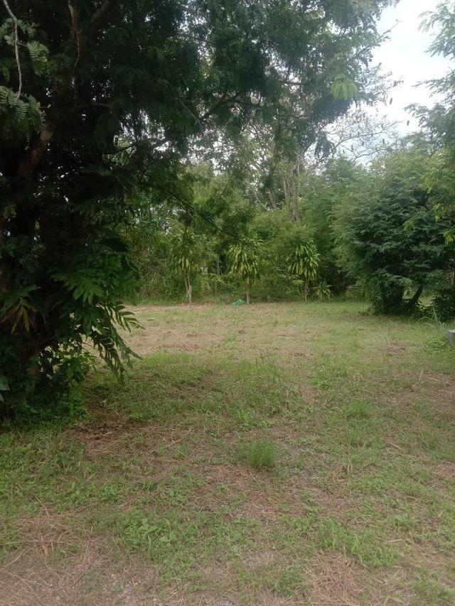 ที่ดินพร้อมบ้าน 4ไร่2งาน 3.2 ล้าน ห่างจากถนน 304 2กิโลเมตร ทางไปคลองสอง