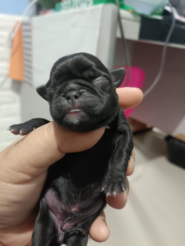 ลูกหมาปั๊ก