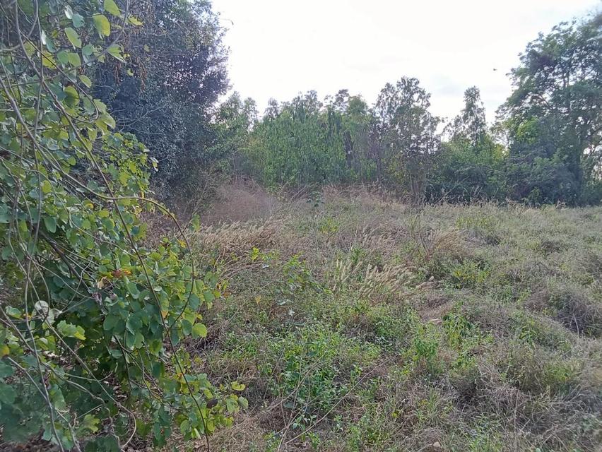 ขายที่ดินแปลงใหญ่ อำเภอทัพทัน จังหวัดอุทัยธานี ** ราคา 299 บาท/วา ** (N.2032) 3