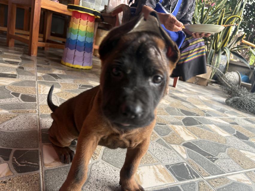 สุนัขพันธ์ุไทยหลังอาน อายุ45 วัน 2