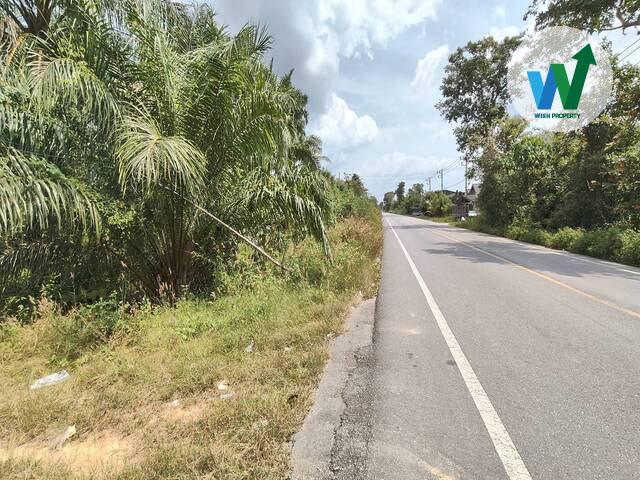 ประกาศขายที่ดินพร้อมสวนปาล์มน้ำมันแปลงใหญ่ติดถนนสามแยกบ่อทราย-แหลมโตนดในอำเภอป่าพะยอม 6