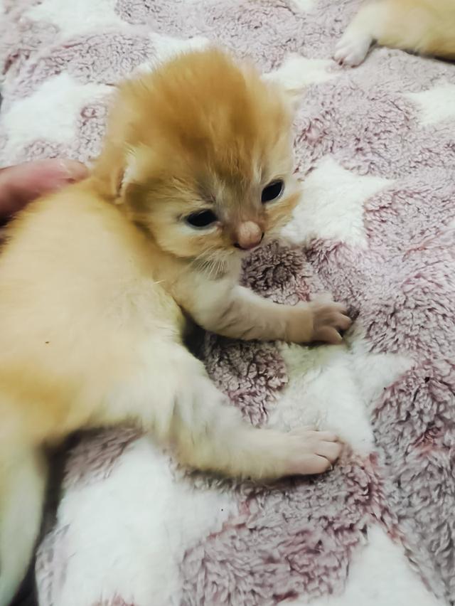 ลูกแมว มันช์กิ้น ขาสั้น หลายตัวหลายสี รูปที่ 3