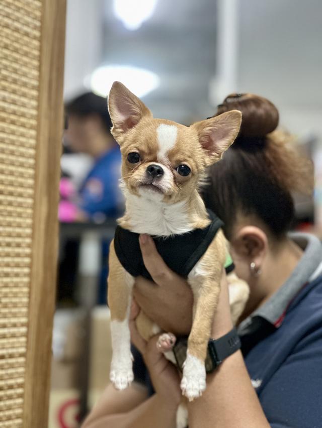 สุนัขพันธุ์ชิวาวา ขนสั้น เพศผู้ มีใบเพดสมาคม