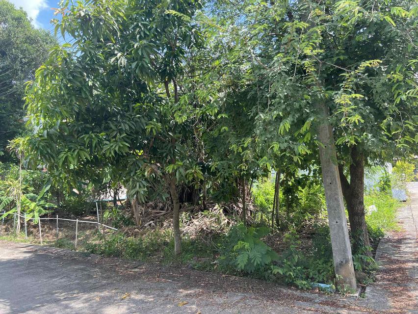 ที่ดิน พื้นที่ 46.1 ตารางวา ถนนนวลแก้ว หาดใหญ่ 3