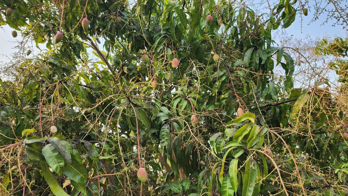 ขายที่ดินถมแล้ว 4-0-40 ไร่ น้ำไม่ท่วม เหมาะแก่การทำสวนและปลูกบ้าน ต.หนองปลาสะวาย อ.บ้านโฮ่ง จ.ลำพูน 7