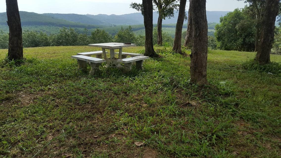 ขายที่ดินแปลงใหญ่ 148 ไร่ เป็นสวนยางพารา ที่มีโฉนด 17