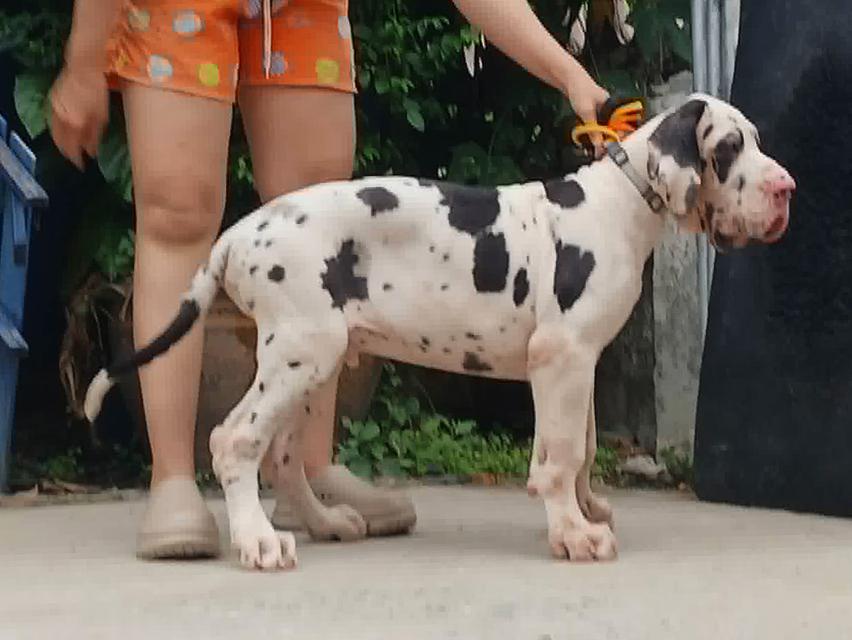 ลูกเกรทเดนคุณภาพ Great dane for sale รูปที่ 14
