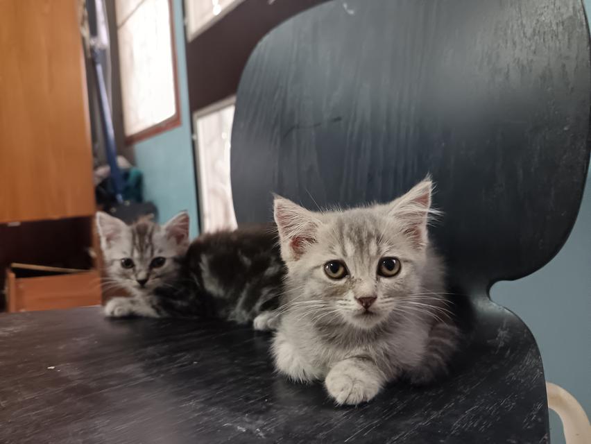 สัตว์เลี้ยง​แมวอเมริกั​นช็อต​แฮร์​ผสม​