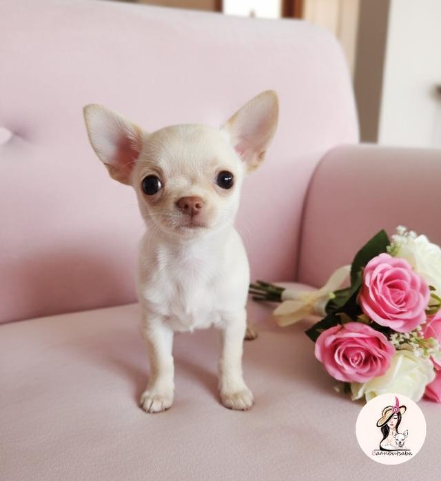 ชิวาวาขนสั้นสีครีม(เมีย)