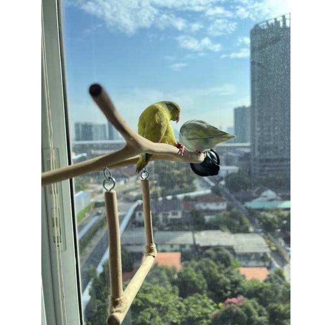 ￼คอนไม้นกติดกระจก นกแก้ว#ฟอพัส#เลิฟเบิร์ด นกแก้วขนาดเล็ก🕊️🦜🦜