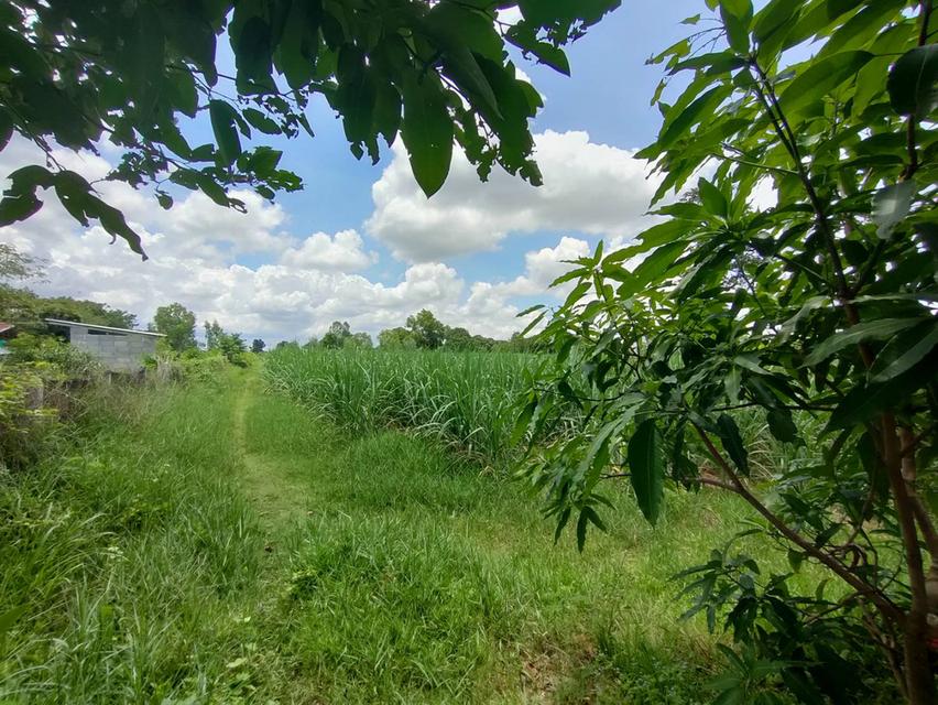 ขายที่ดินเขตอำเภอกระนวน 10 ไร่ 3 ตารางวา 7