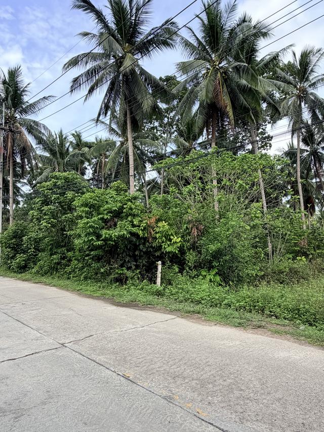 ขายที่ดิน 1 ไร่ ตำบล.ตลิ่งงาม อำเภอเกาะสมุย 4