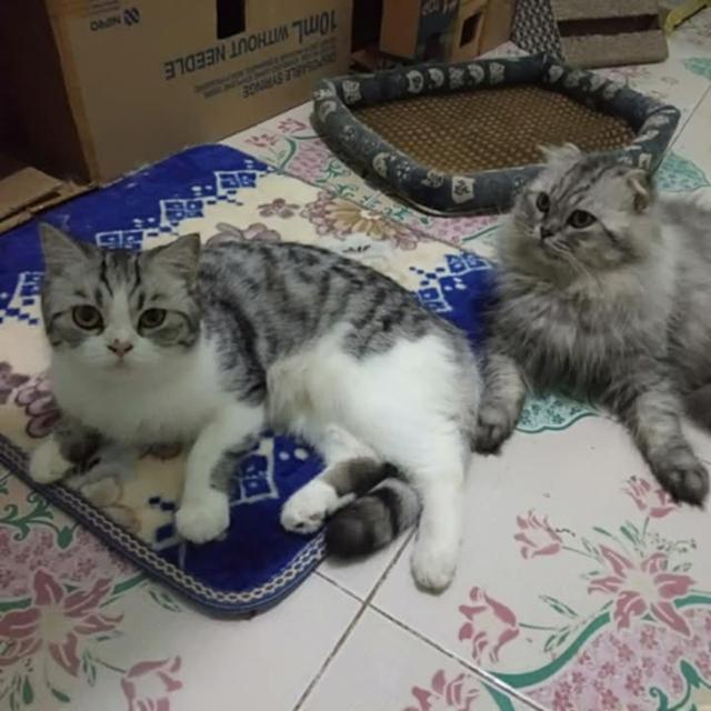 ขายลูกสก๊อตติด 7