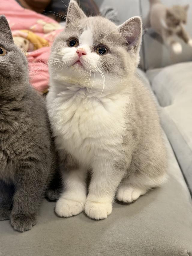 แมวบริติชสายเลือดแชมป์