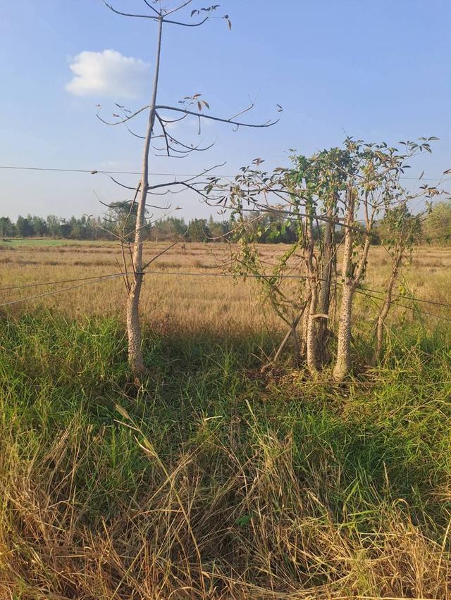 ที่ดินศักยภาพสูง ติดทางหลวงสายหลัก (สาย 102) ศรีสัชนาลัย - อุตรดิตถ์ 3