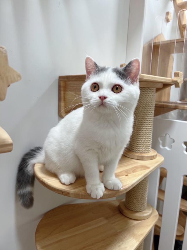 แมวบริติชช๊อตแฮร์(ขนสั้น) 3