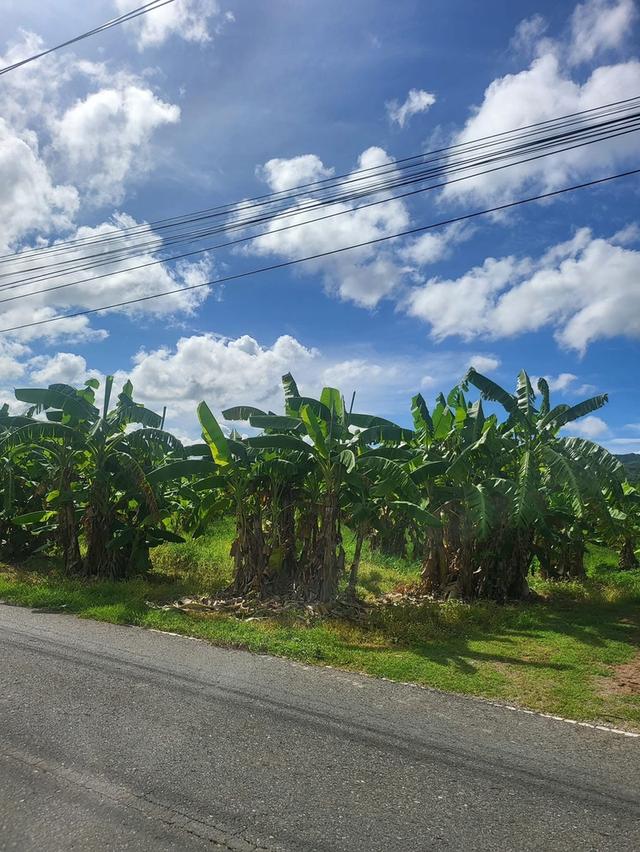 ขายที่ดิน 5ไร่ 50ตารางวา 1