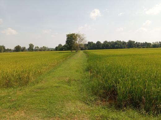 ขายที่ดิน อำเภอหนองมะโมง จังหวัดชัยนาท ห่างถนนใหญ่ 200 เมตร 5