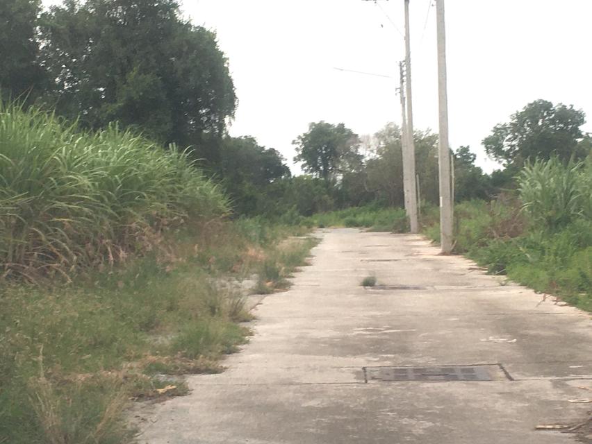 ขายที่ดินในเมืองชลบุรี บ้านสวน เนื้อที่ 31.5ไร่ใกล้ถนนบายพาสเลี่ยงเมืองชลบุรี ใกล้โลตัลบ้านสวน ห่างจากถนนเลี่ยงเมืองชลบุรี 800เมตร 6