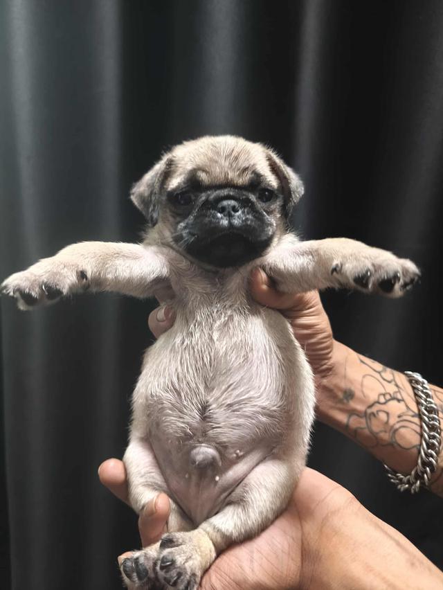 หมาปั๊ก